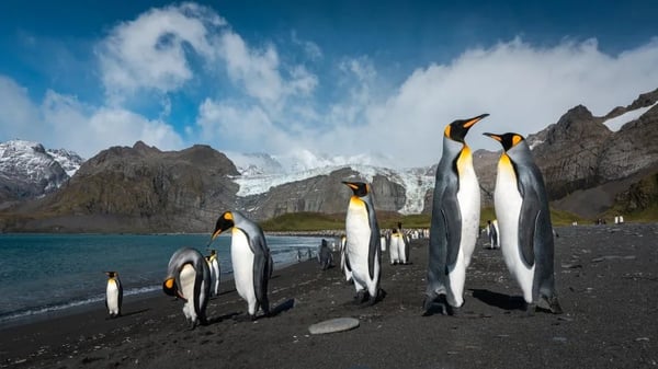 Antarctica, Patagonia & Chilean Fjords Expedition