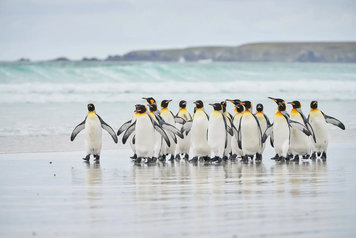 South Georgia & the Falklands