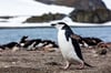 Chinstrap Penguin