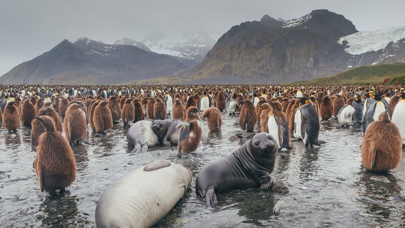South Georgia & Falkland Islands