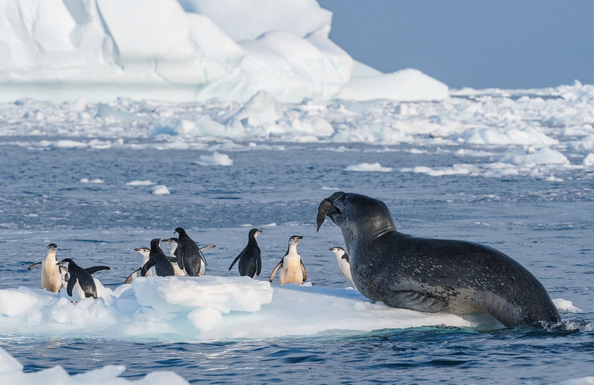 Penguins and Seals in Antarctica