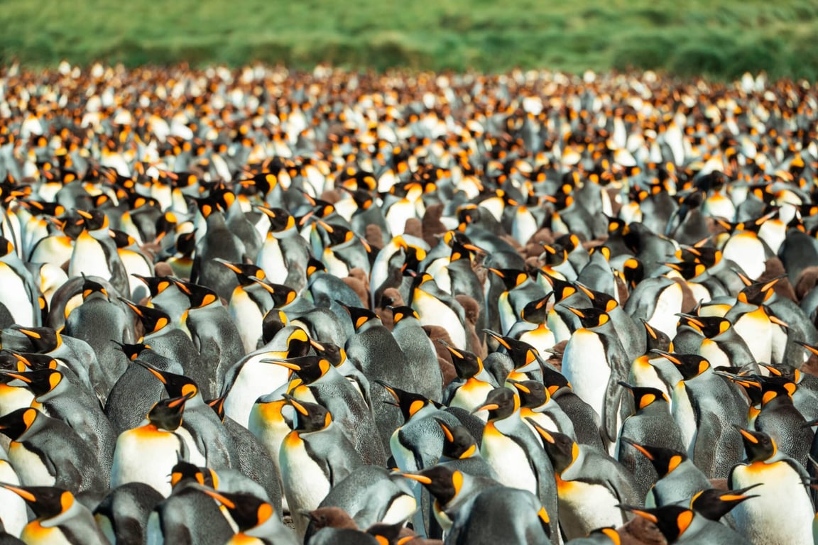 South Georgia on a Budget: Why Basic Expeditions Deliver the Same Wildlife Wonder