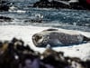 Weddell Seal