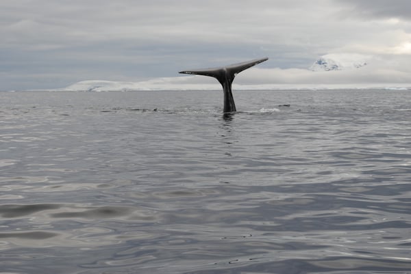 Humpback Whale