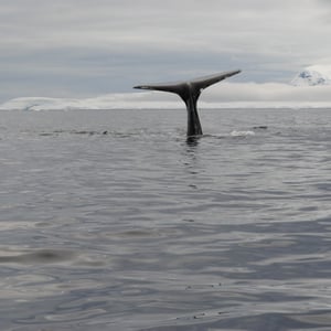Humpback Whale