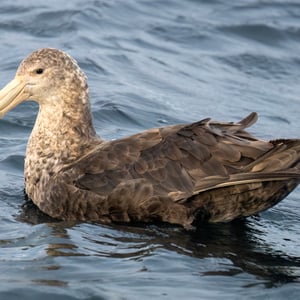 Southern Giant Petrel
