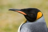 King Penguin