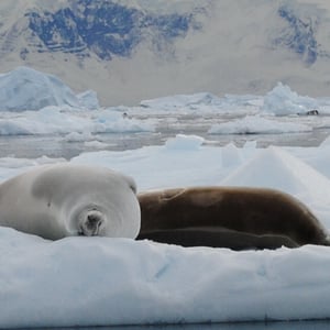 Crabeater Seal