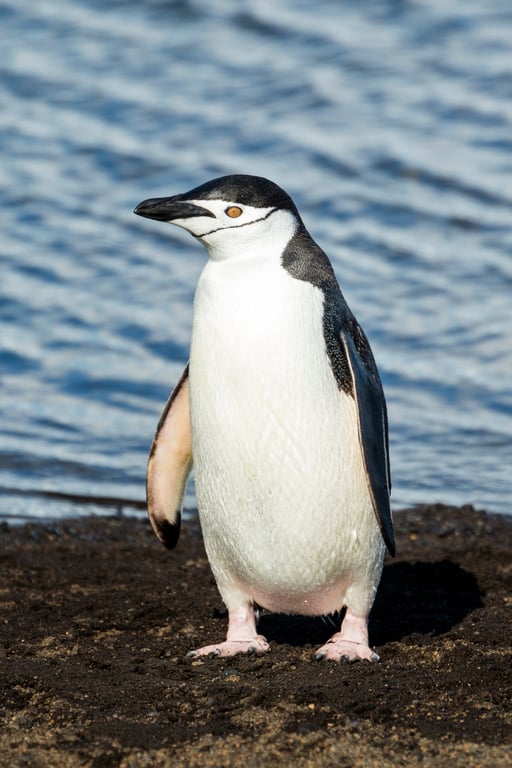 ヒナガラペンギン