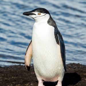 Chinstrap Penguin
