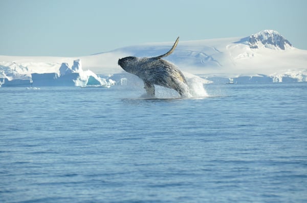 Echoes of the Deep – Whale Voyage