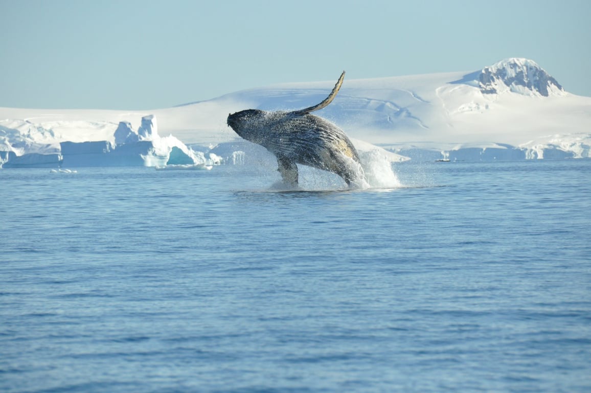 Echoes of the Deep – Whale Voyage