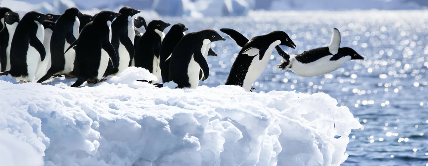 Expedition Antarctica: Antarctic Circle