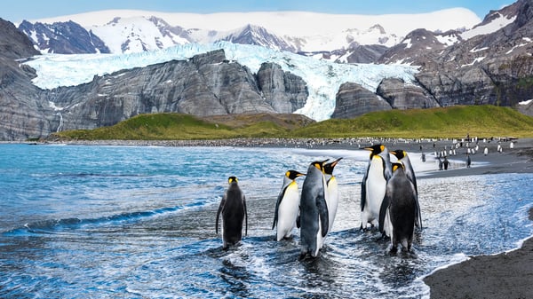 Expedition Antarctica from Cape to Cape (Christmas cruise)