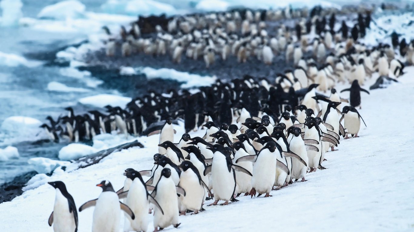 Expedition Antarctica: wildlife worlds intensive