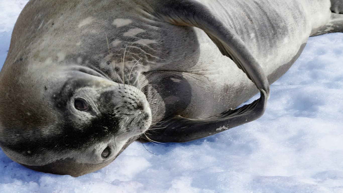 Expedition Antarctica with Cape Horn