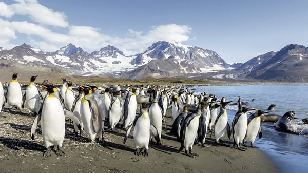 Expedition Antarctica with Chile's fjord world