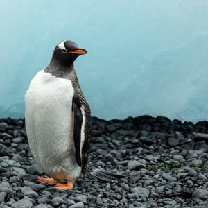 Gentoo Penguin