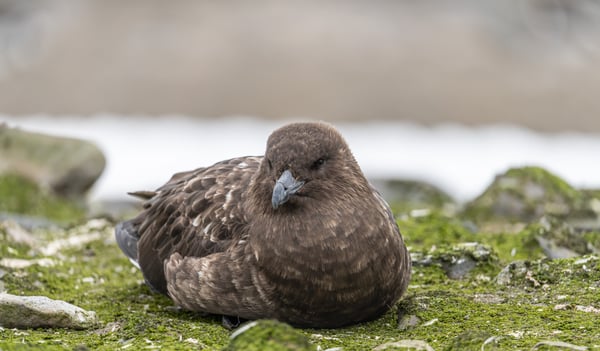 South Polar Skua