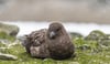 South Polar Skua