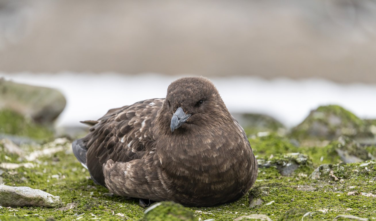 South Polar Skua