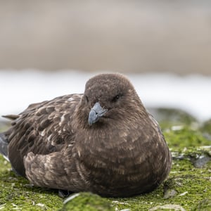 South Polar Skua
