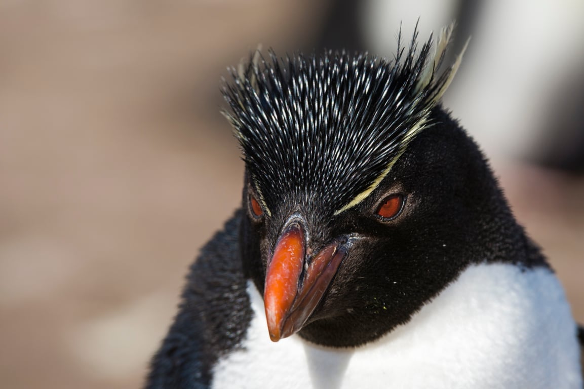 Rockhopper Penguin