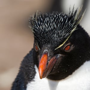Rockhopper Penguin