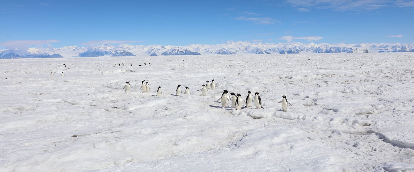Mawson's Antarctica: Along the East Coast