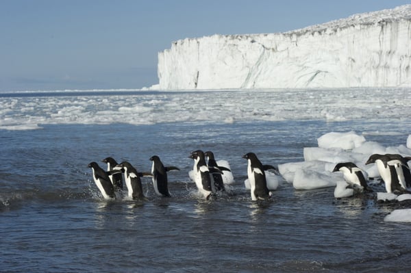 Ross Sea