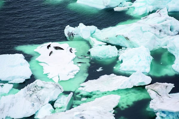 Wild Antarctica featuring the Weddell Sea - Feb 17 2026