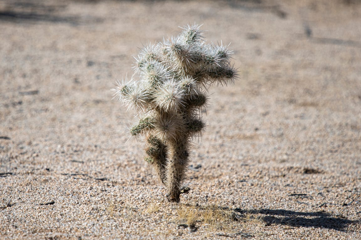 One succulent sight.