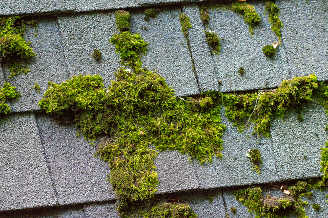 Growing in the Lines