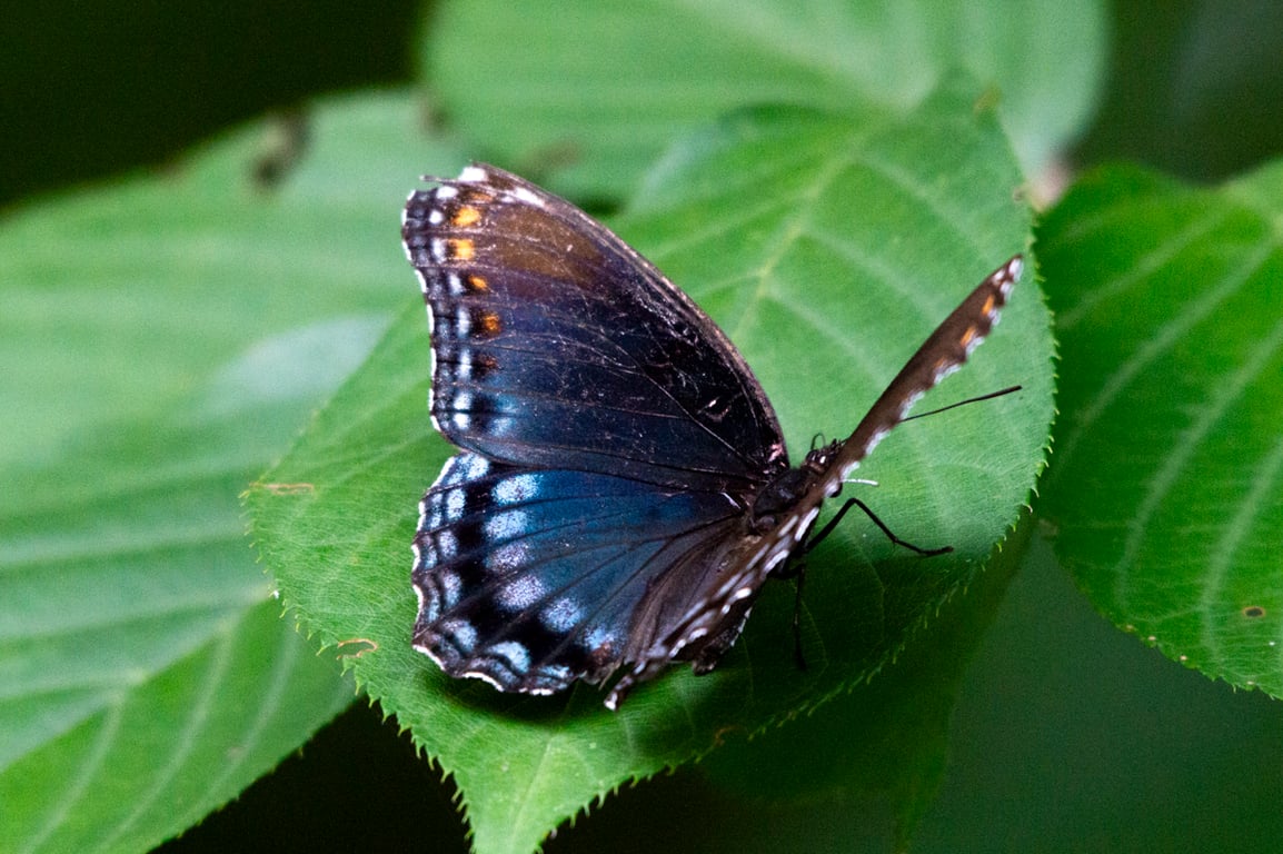Blue wings