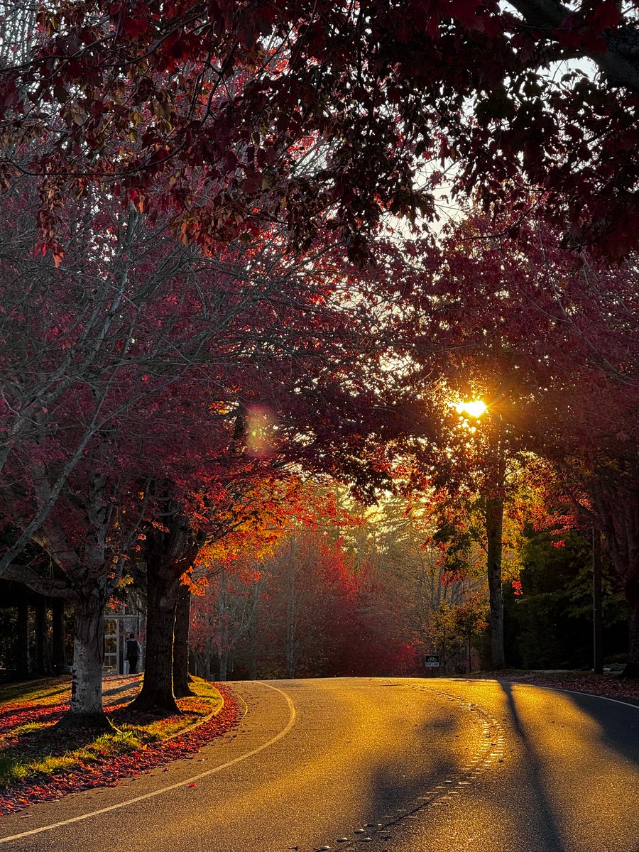 Cordata Fall