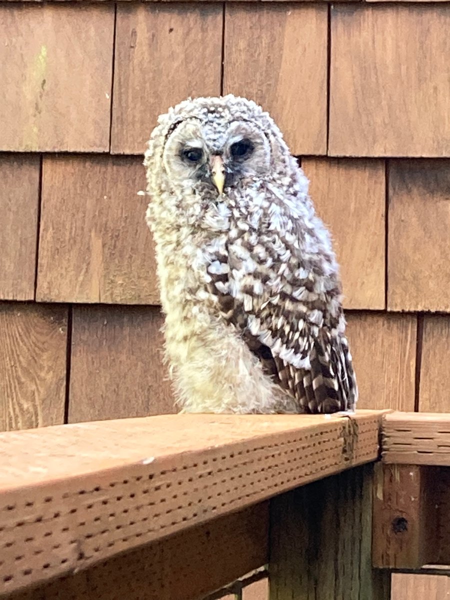 Barred Owl Fledgling-North Bellingham