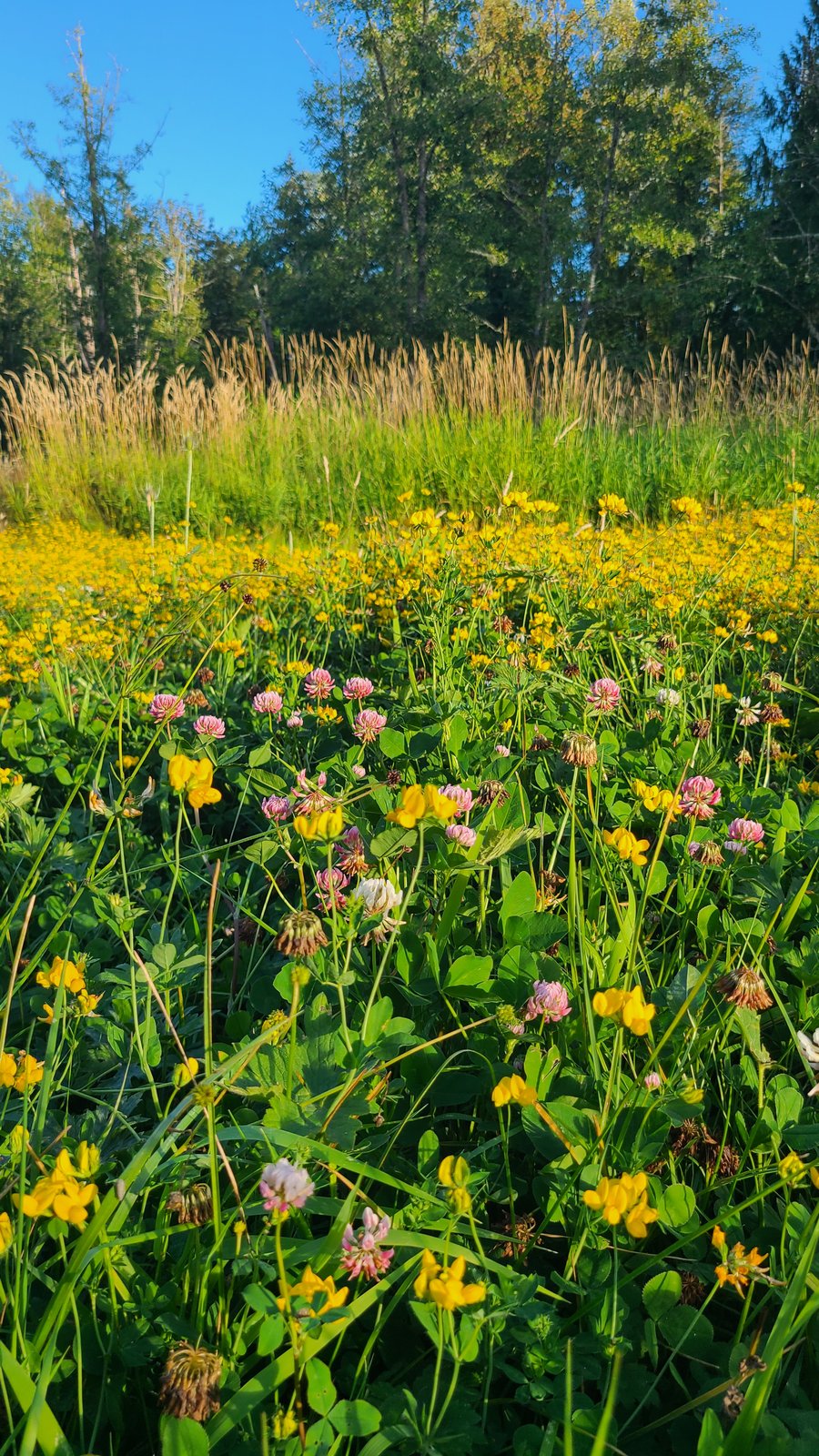 Pasture left for the bees