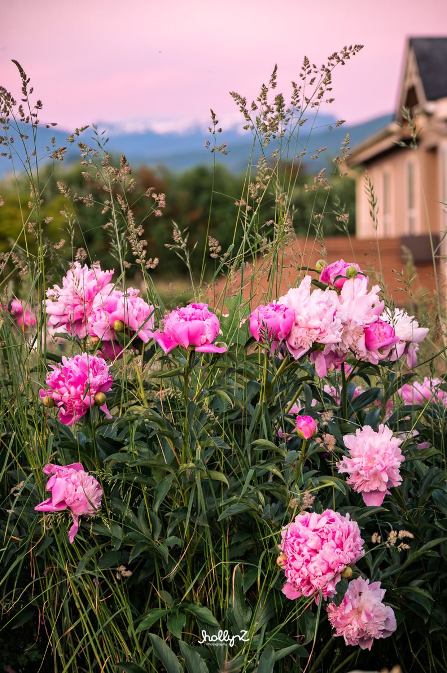 Simply Peonies in Everson