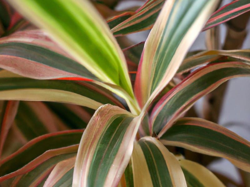 Red-Edged Dracaena (Dracaena reflexa)