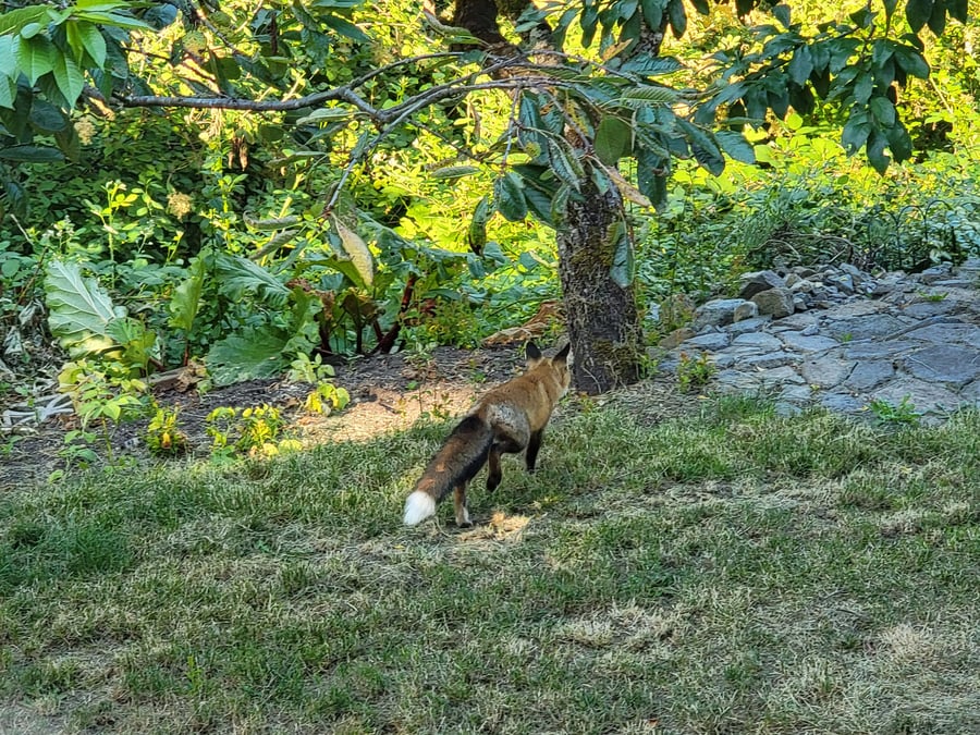 South Lake Samish Red Fox