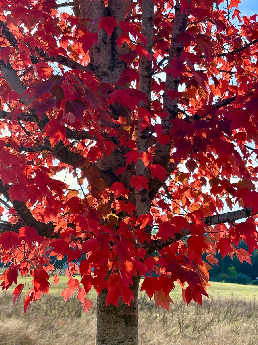 Autumnal Day