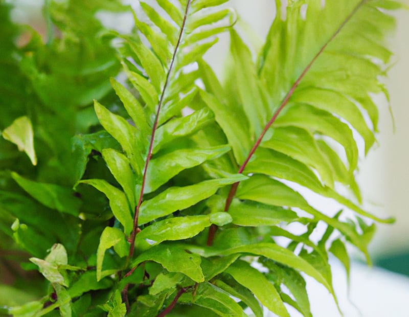 Boston Ferns