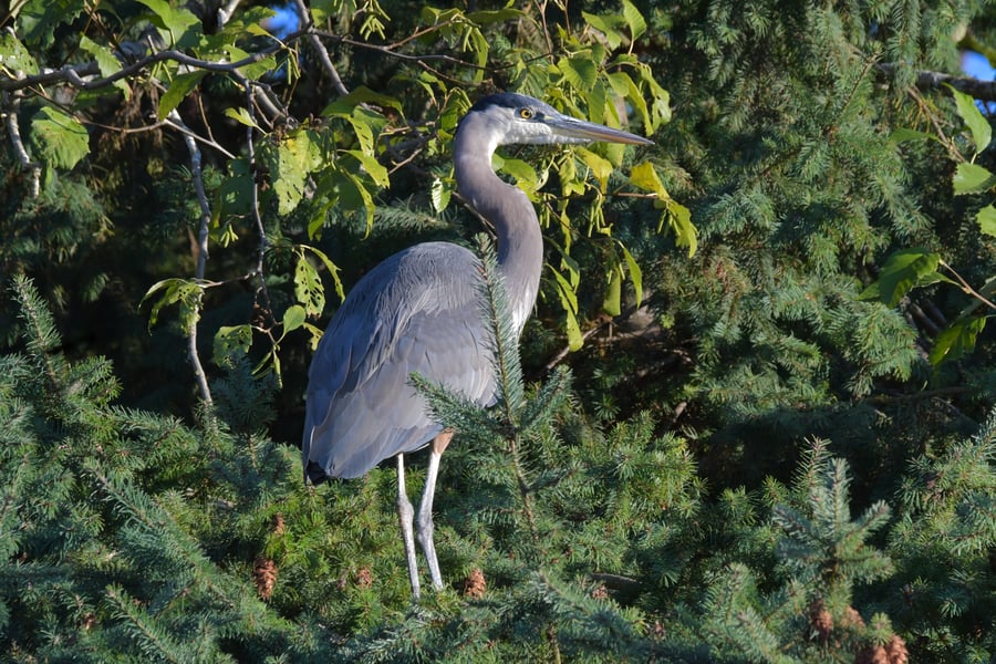 Great Blue Heron Among the Branches
