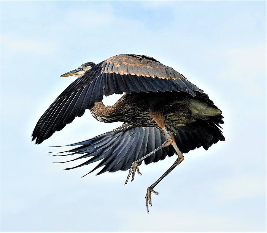 Great Blue Heron