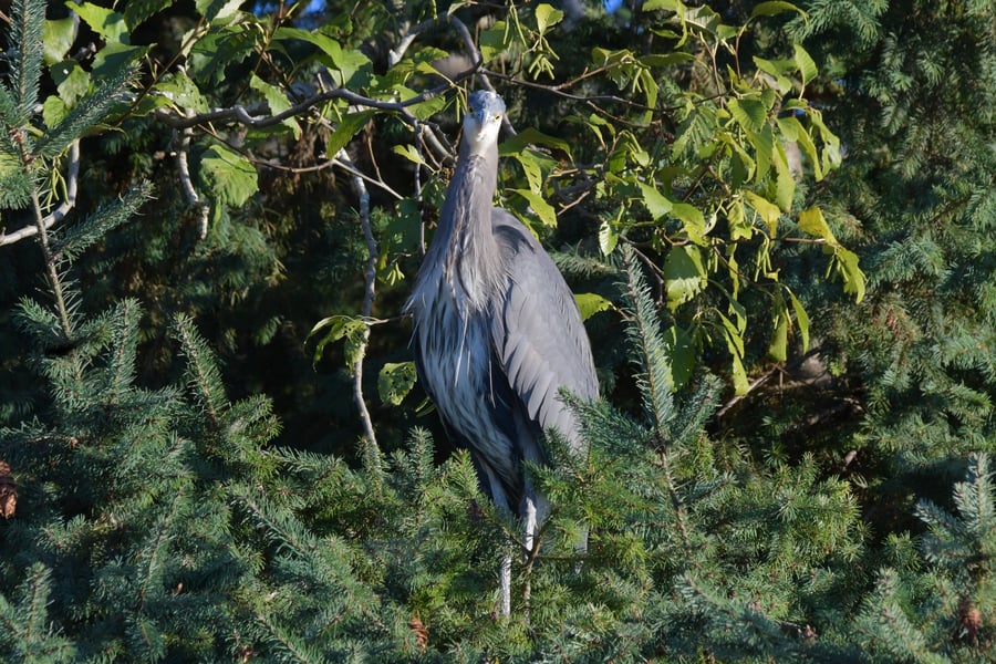 Great Blue Heron at Maritime Heritage Park