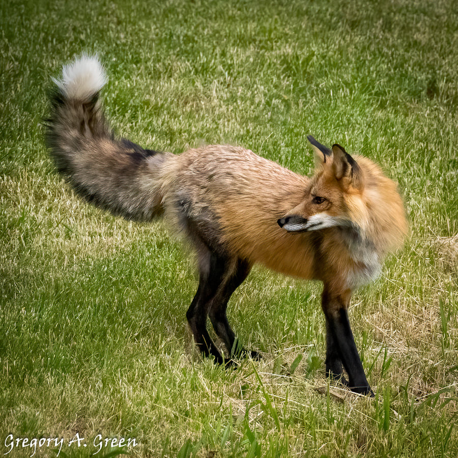 "Ferny" Ferndale Area Red Fox