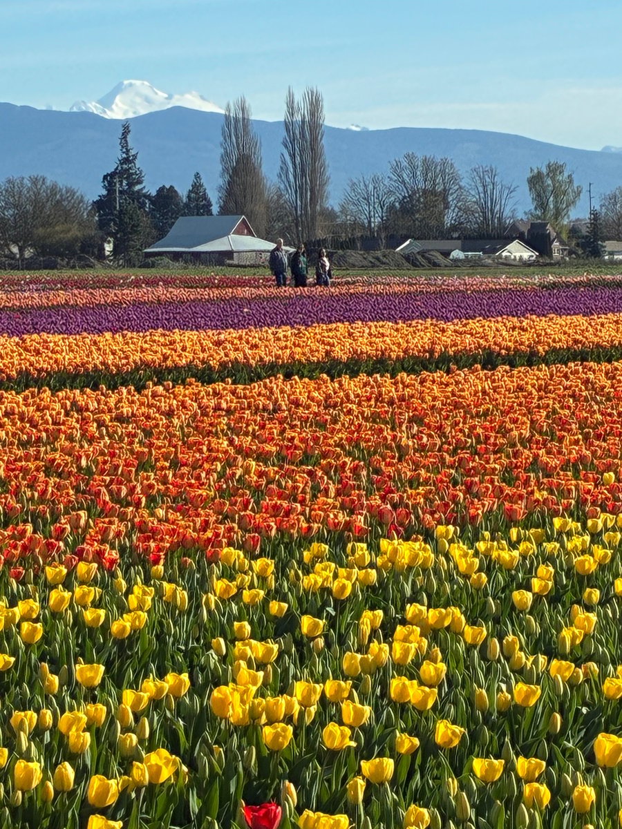 Roozengaarde’s in Mount Vernon Wa