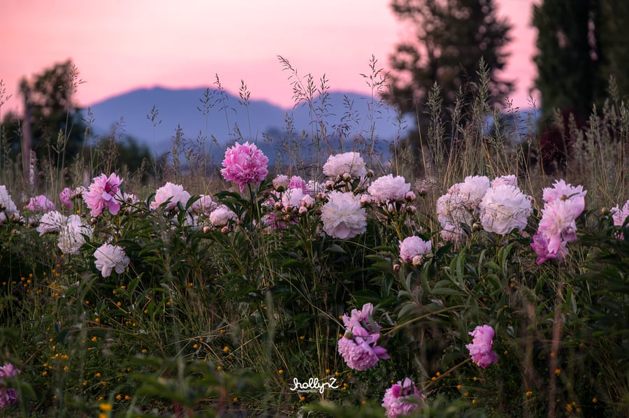 Simply Peonies in Everson
