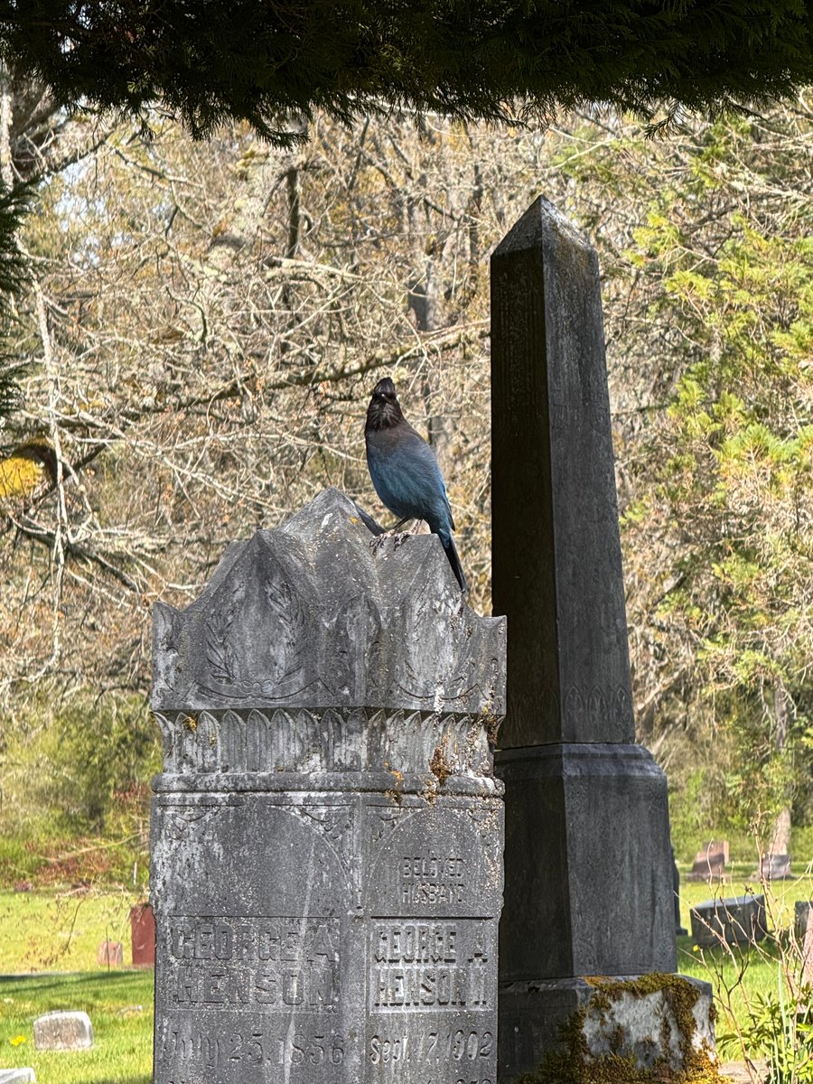 Blue Jay on the rise