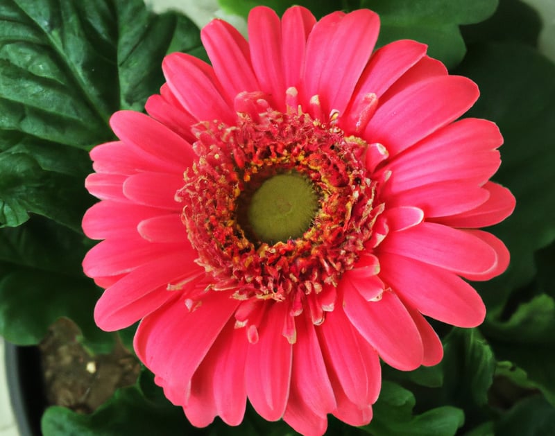 Flowering Barberton Daisy (Gerbera jamesonii)